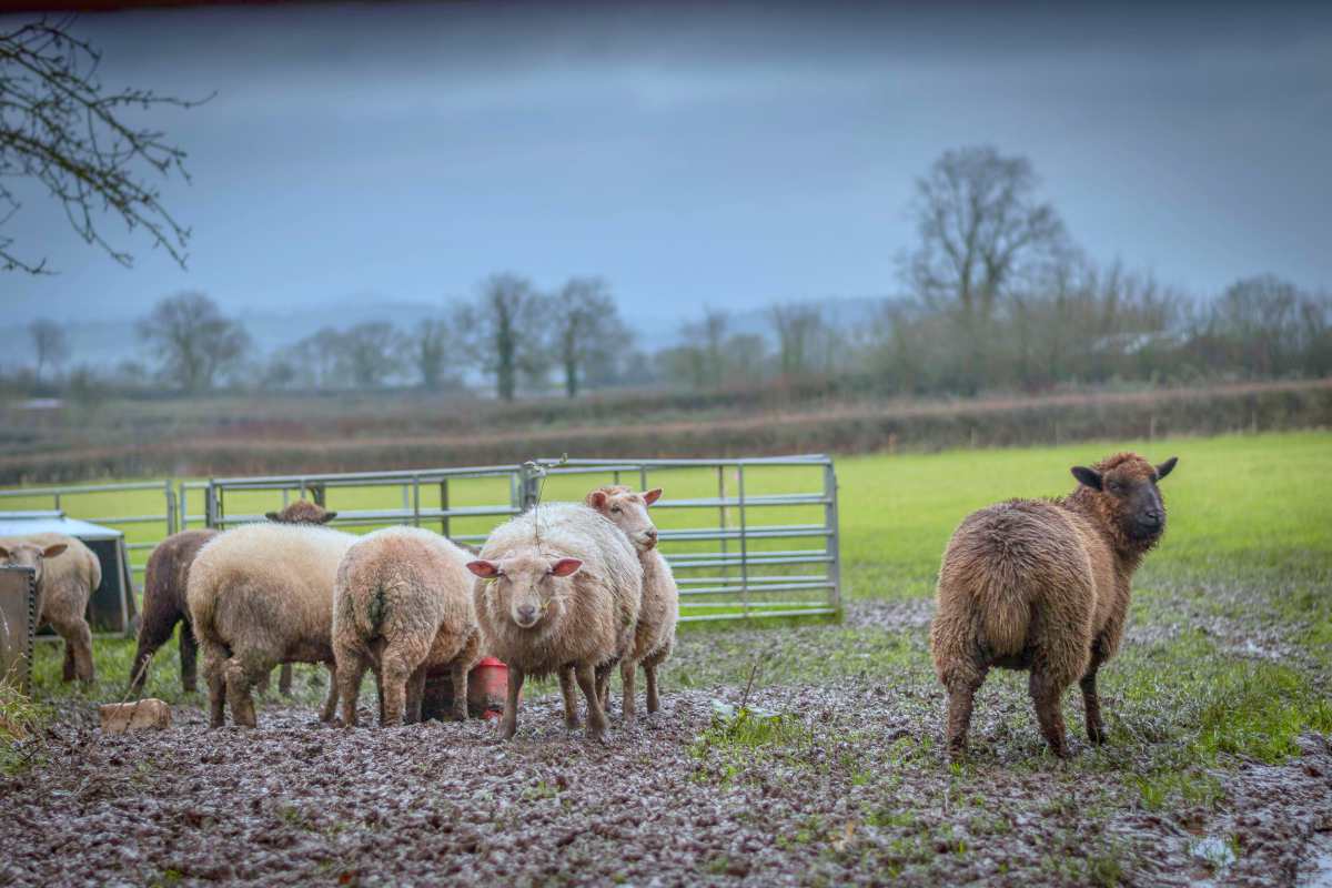 herd of sheep | Lamb Tax | Weird US Taxes | strange state taxes